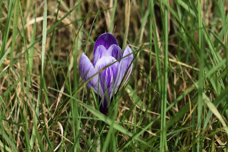 Crocus in long grass